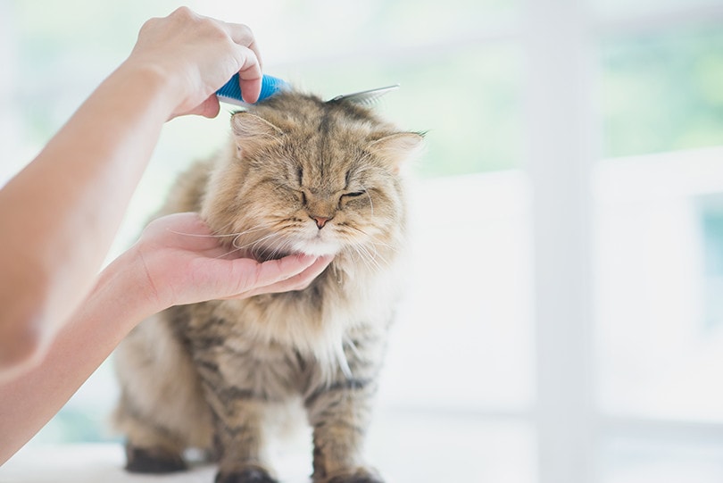 Cat Comb