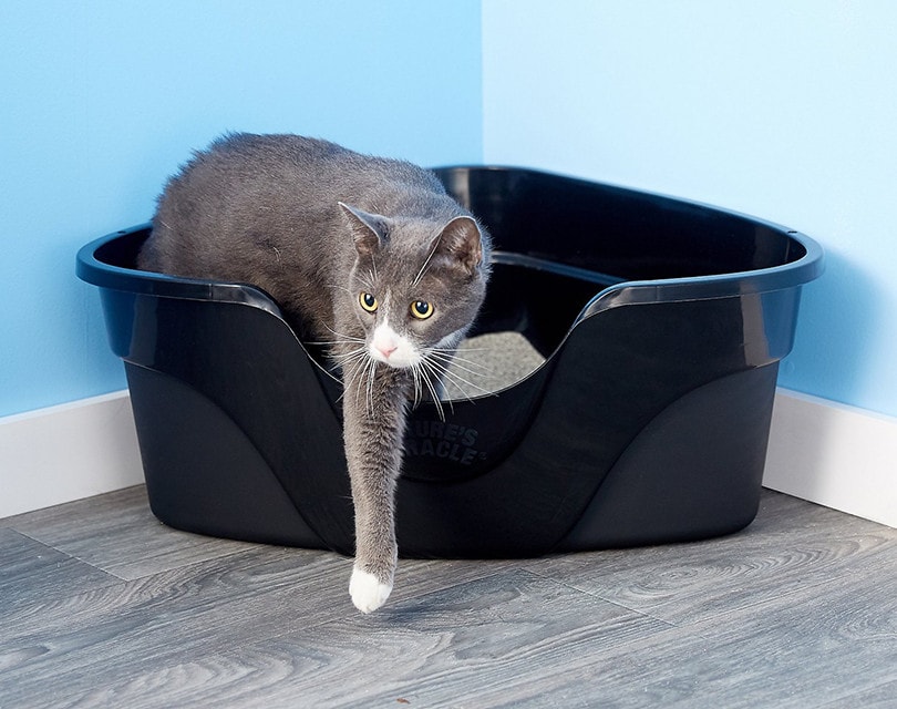Cat Corner Litter