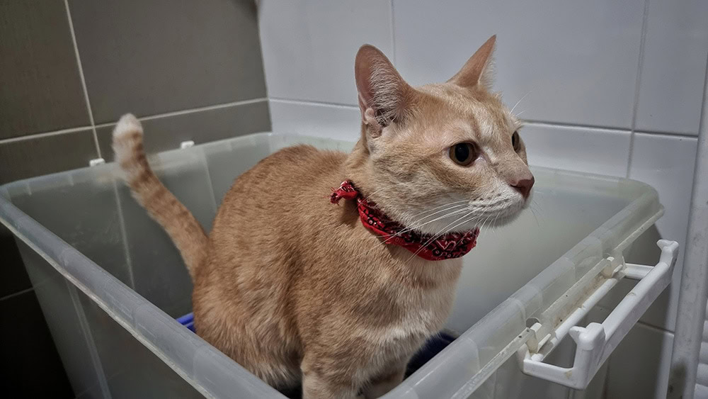 Cat Diarrhea using litter box_RJ22_Shutterstock