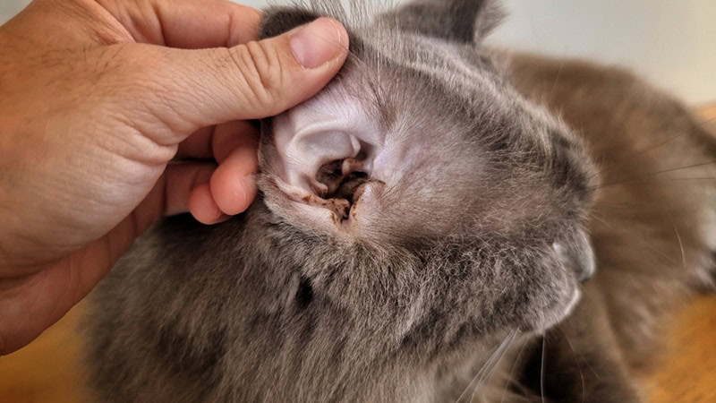 Cat Dirty Ears