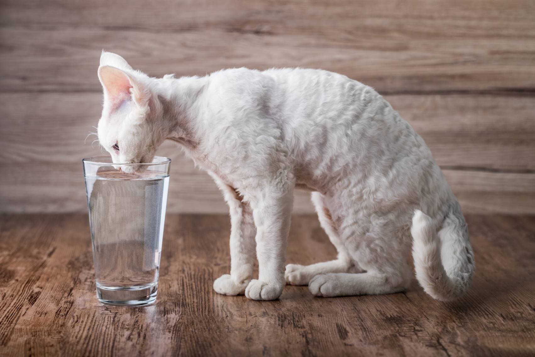 Cat Drink in Glass