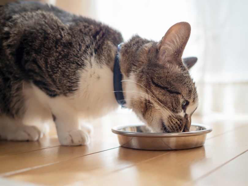 Cat Eating