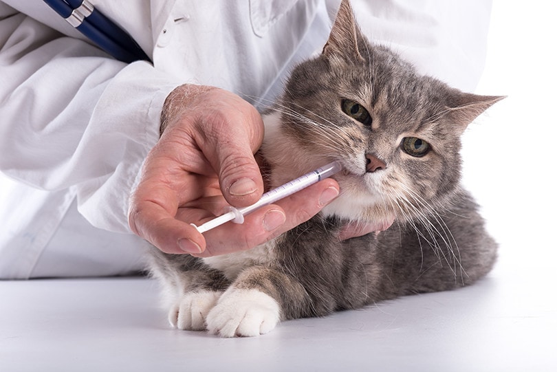 Cat Liquid Medicine