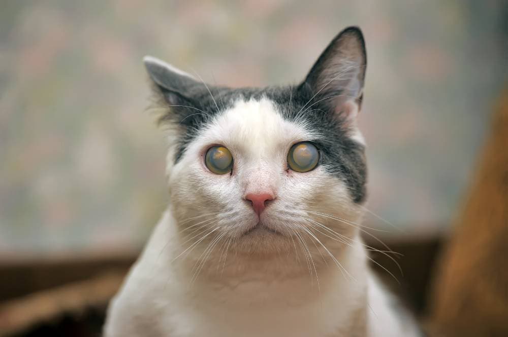Cat Retinal Detachment