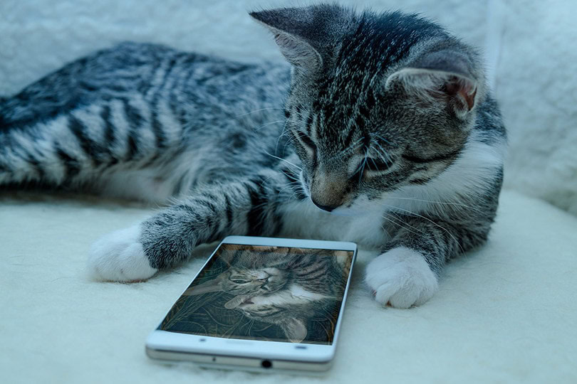 Cat Smartphone
