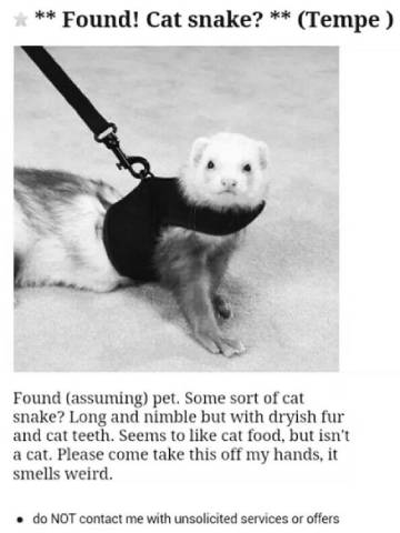 Cat Snake Found