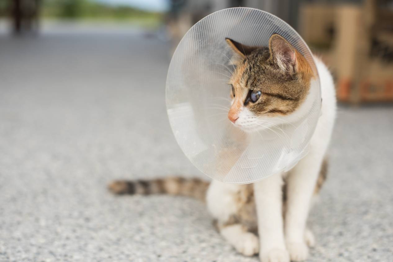 Cat Spaying