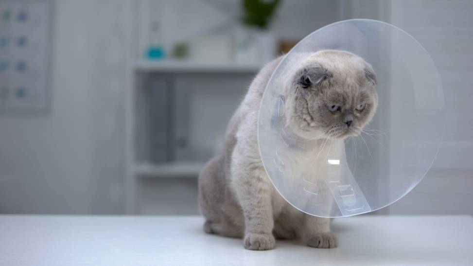 Cat Spaying