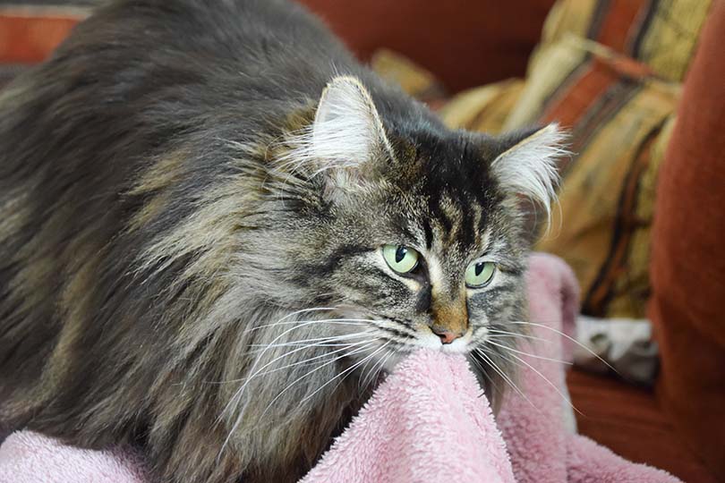 Cat Suckle