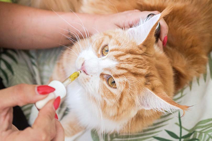 Cat Taking CBD Oil