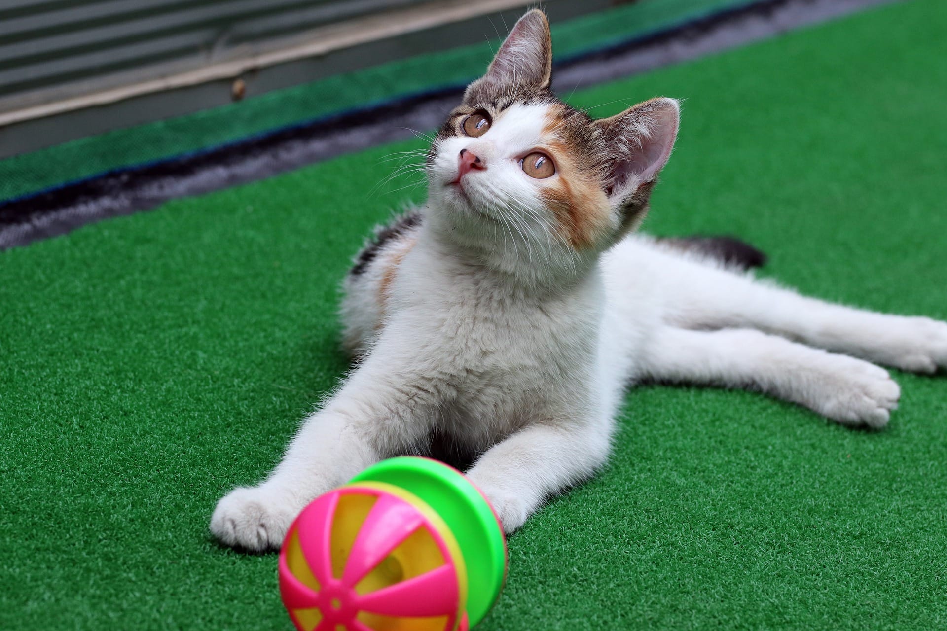 cat playing with a treat dispensing toy