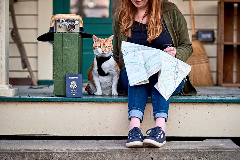 Cat Travelling
