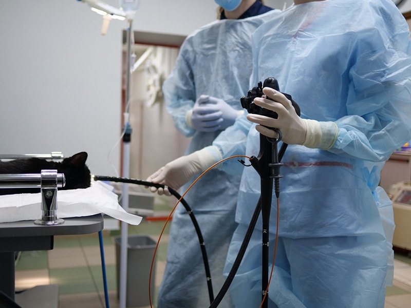 Cat Vet Endoscope