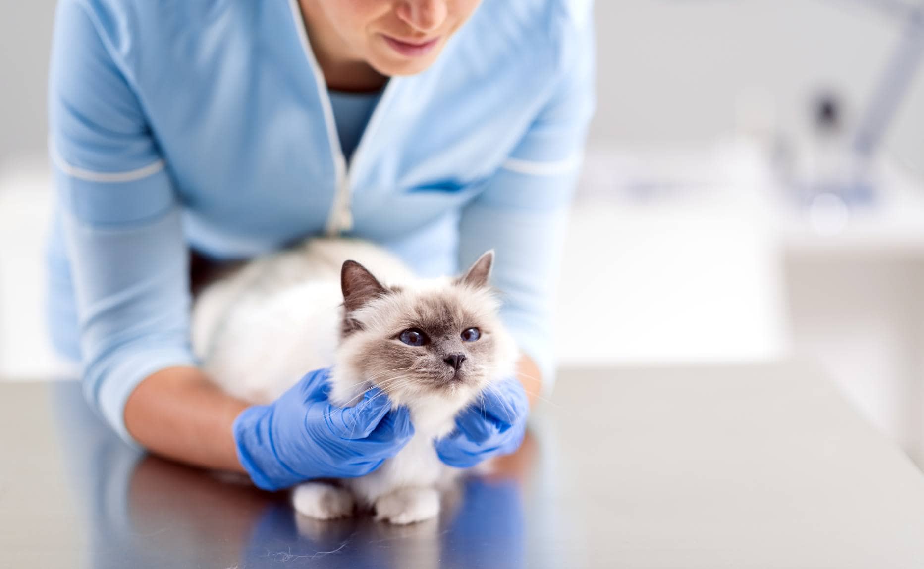 Cat checked by Vet