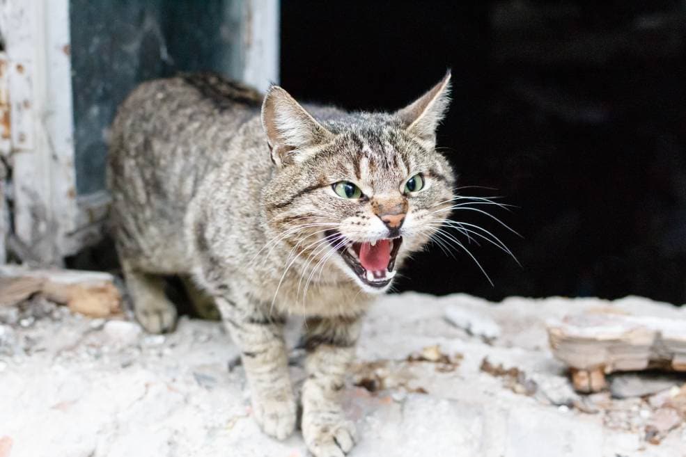 Cat agressive_ Artem Chekharin_Shutterstock