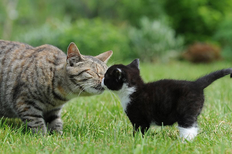 Cat and Kitten