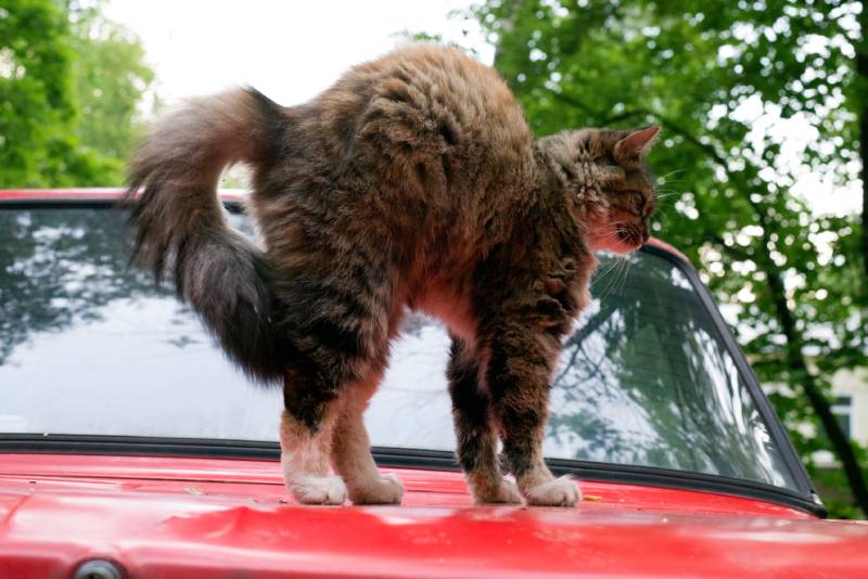 Cat arches his back standing on the old car