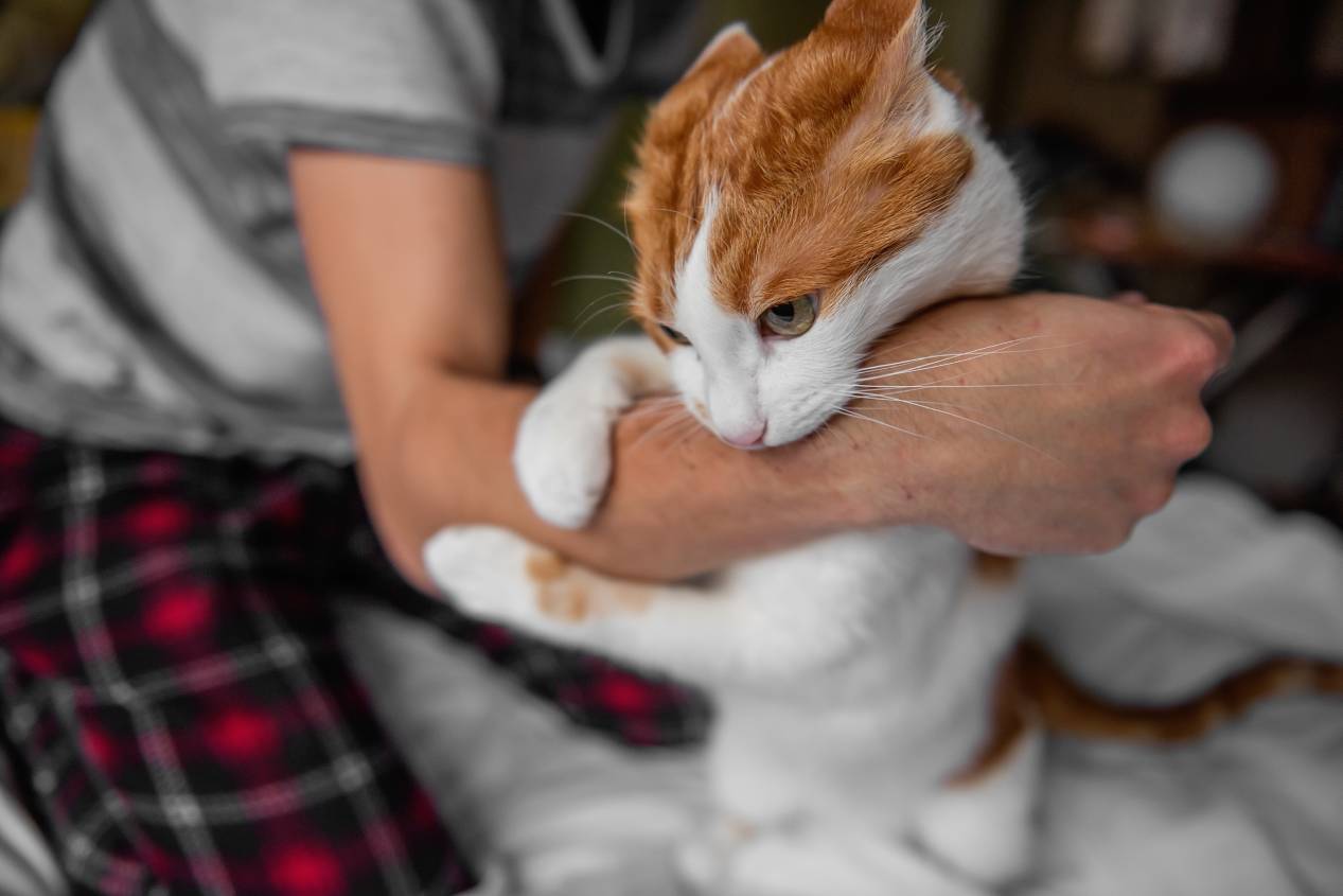 Cat bite arm