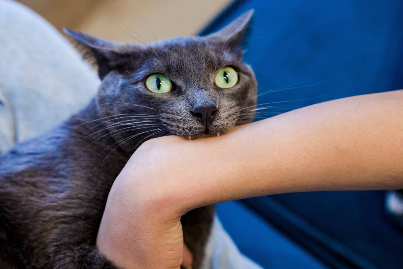 Cat bite arm