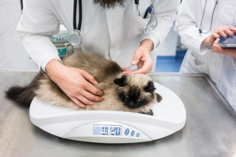 Cat body weight measurement