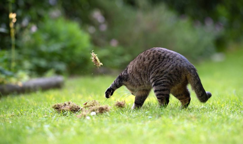 Cat-digging-a-hole