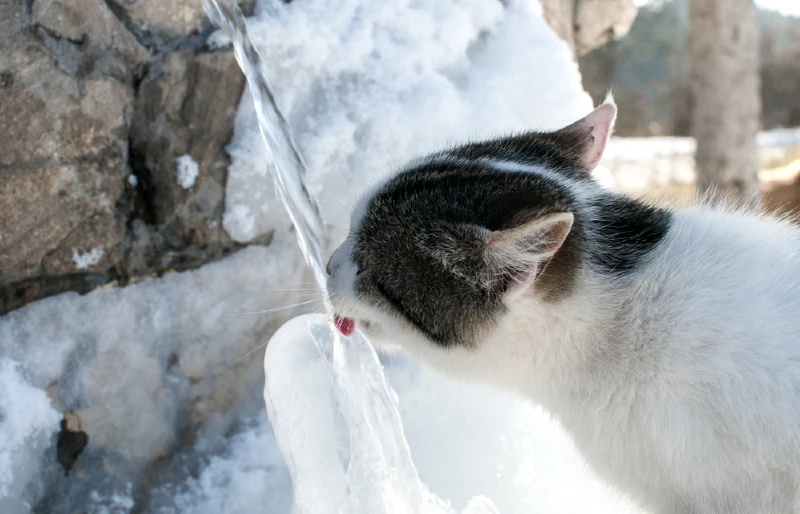 Cat drinks water from the icy stone fountain