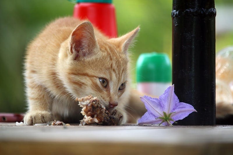 Cat eating chicken