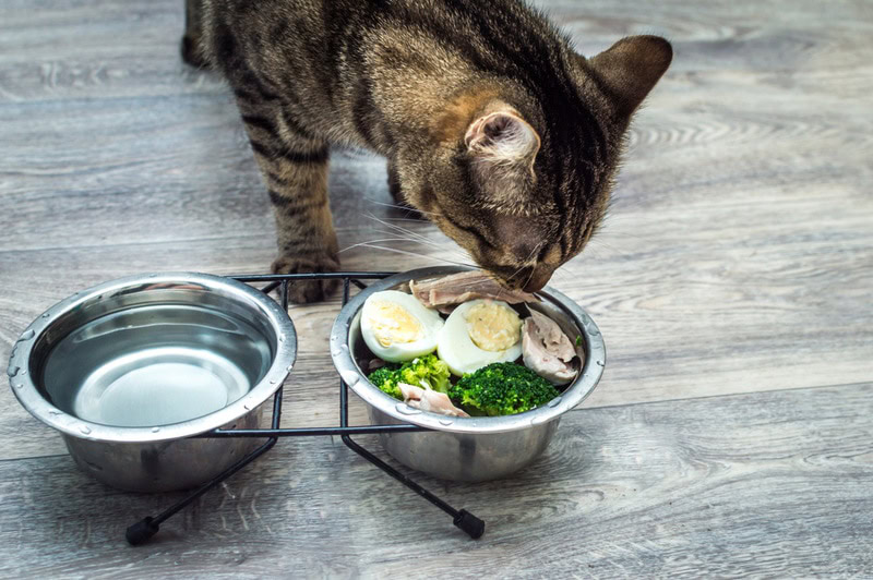 Cat eating cooked eggs, chicken and broccoli