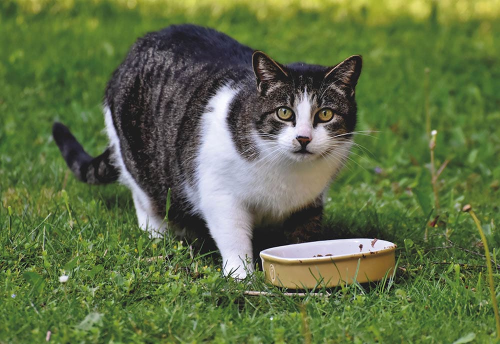 Cat eating his food_Ralph_Pexels