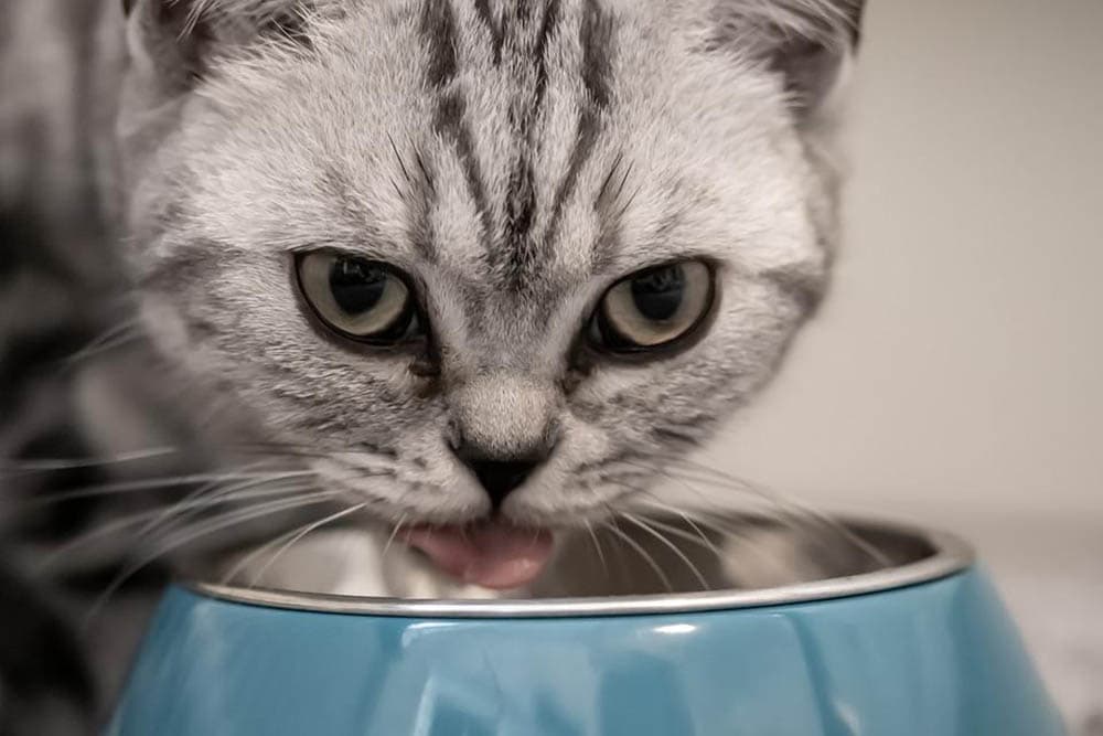 Cat food bowl_Birgl_Pixabay