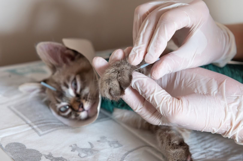 Cat getting acupuncture treatment