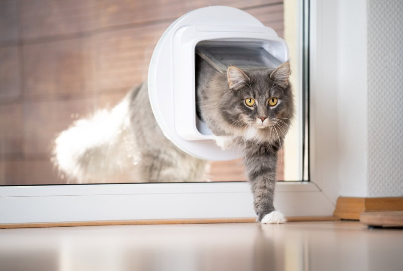 Cat going through the cat door