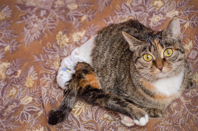 Cat in Diaper