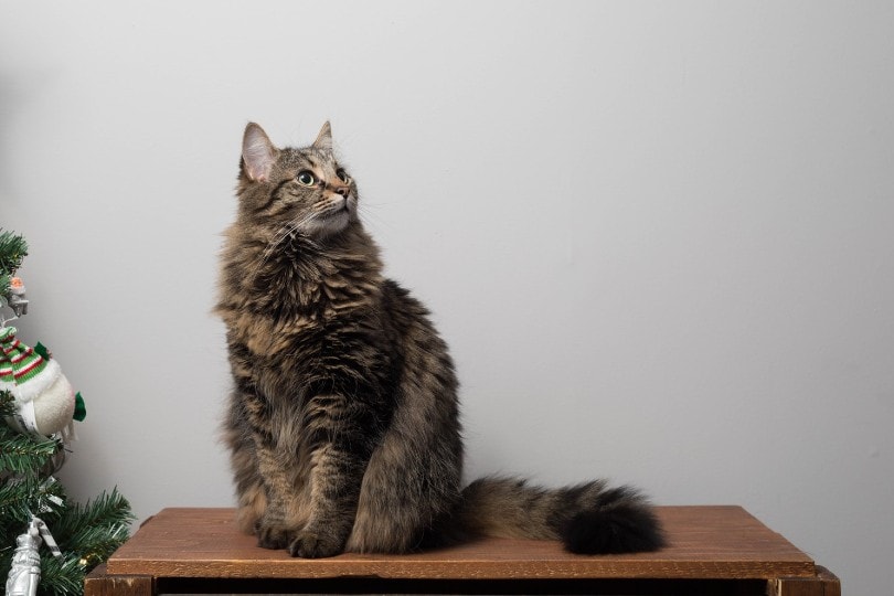 Cat in Furniture