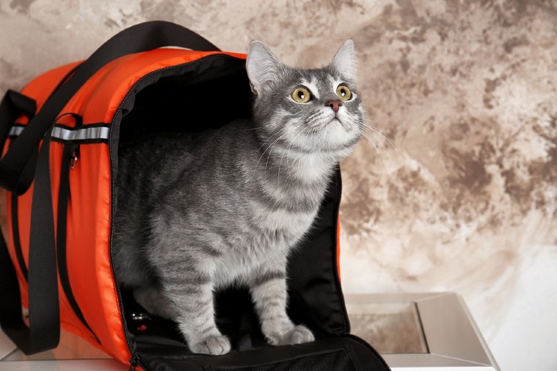Cat in a bag