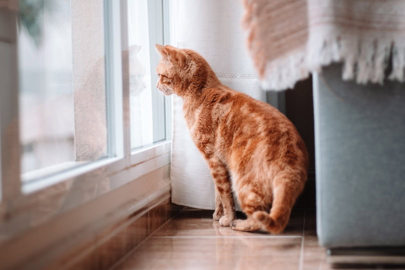 Cat inside house looking out the window