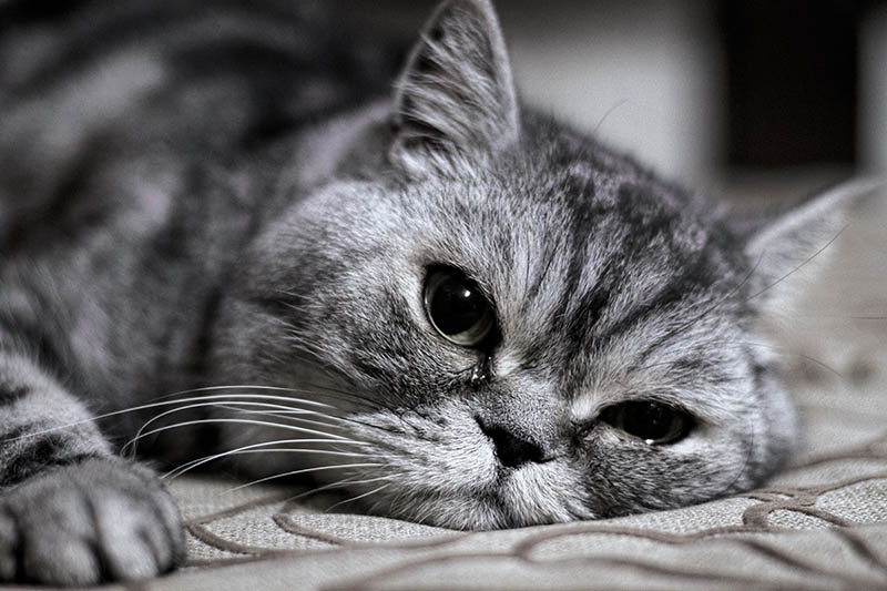 Cat is crying, the sad gray cat