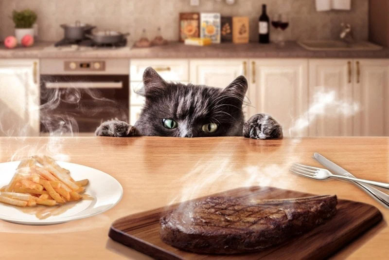 Cat is trying to steal