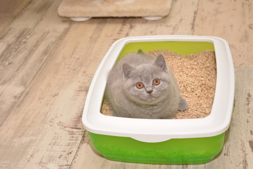 Cat litter box_Lilia Solonari_Shutterstock