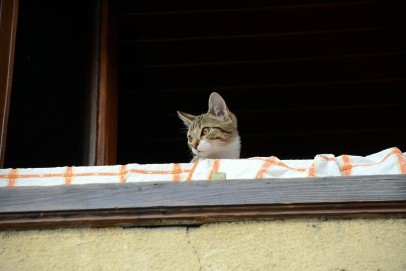 Cat looking down from the balcony