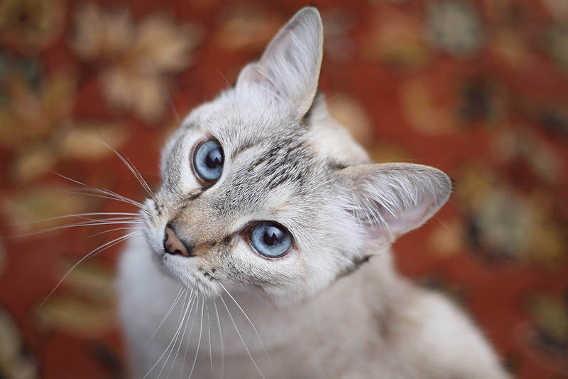 Cat looking up