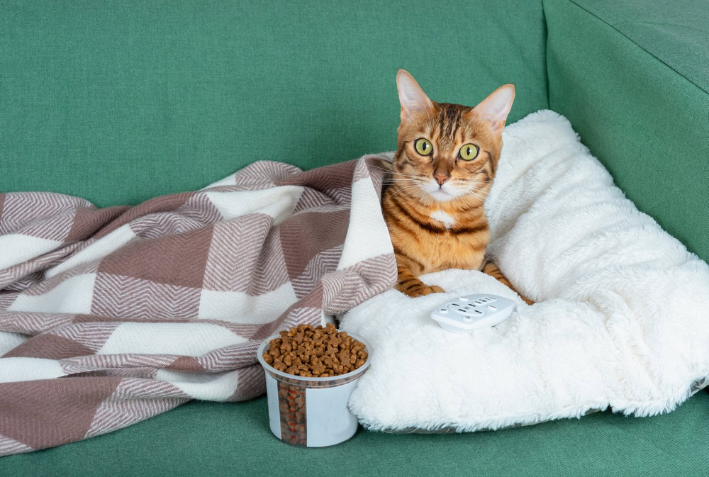 Cat lying on the couch about to see a movie