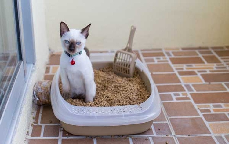 Cat on walter litter