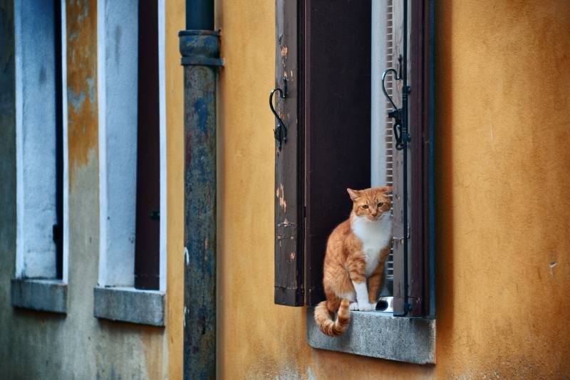 Cat on window in Venice Italy