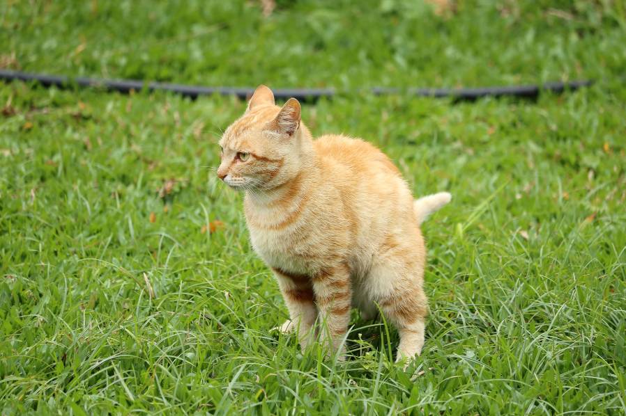 Cat poop_ topimages_shuttestock