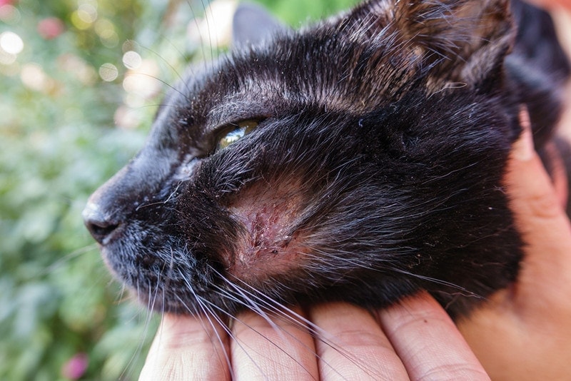 Cat rashes acne