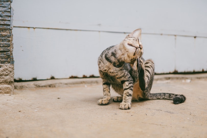Cat scratching behind ears