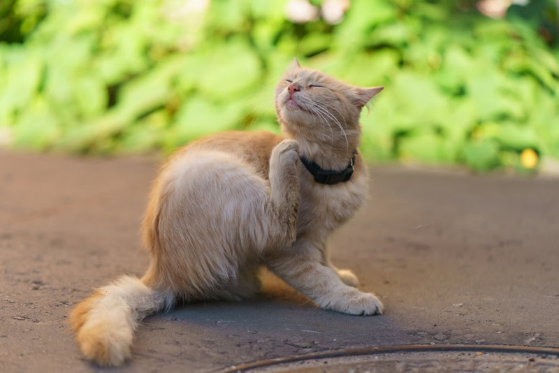 Cat scratching chin infested with chin mites