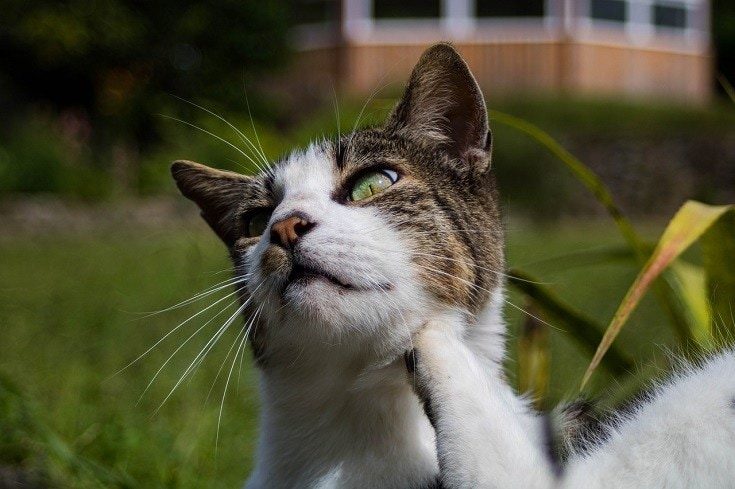 Cat scratching close up