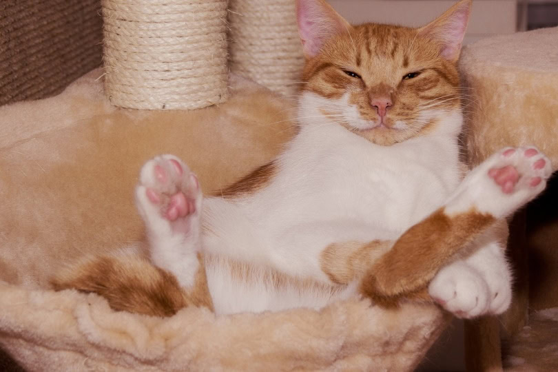 Cat showing off clean paws